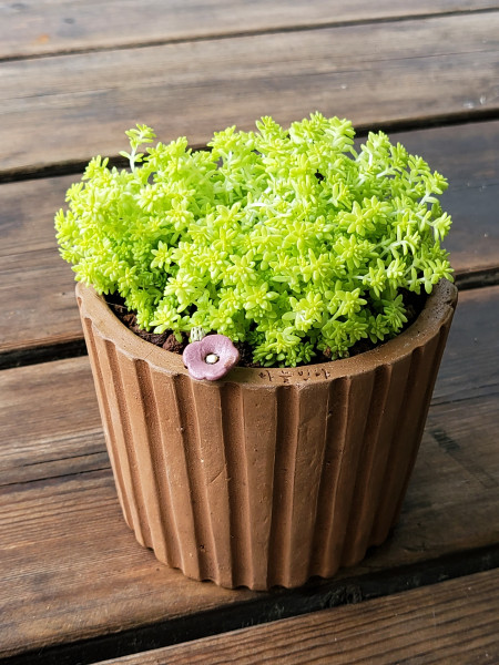 군포포유마켓,친환경화분 seedpot 7 꽃한송이 화분