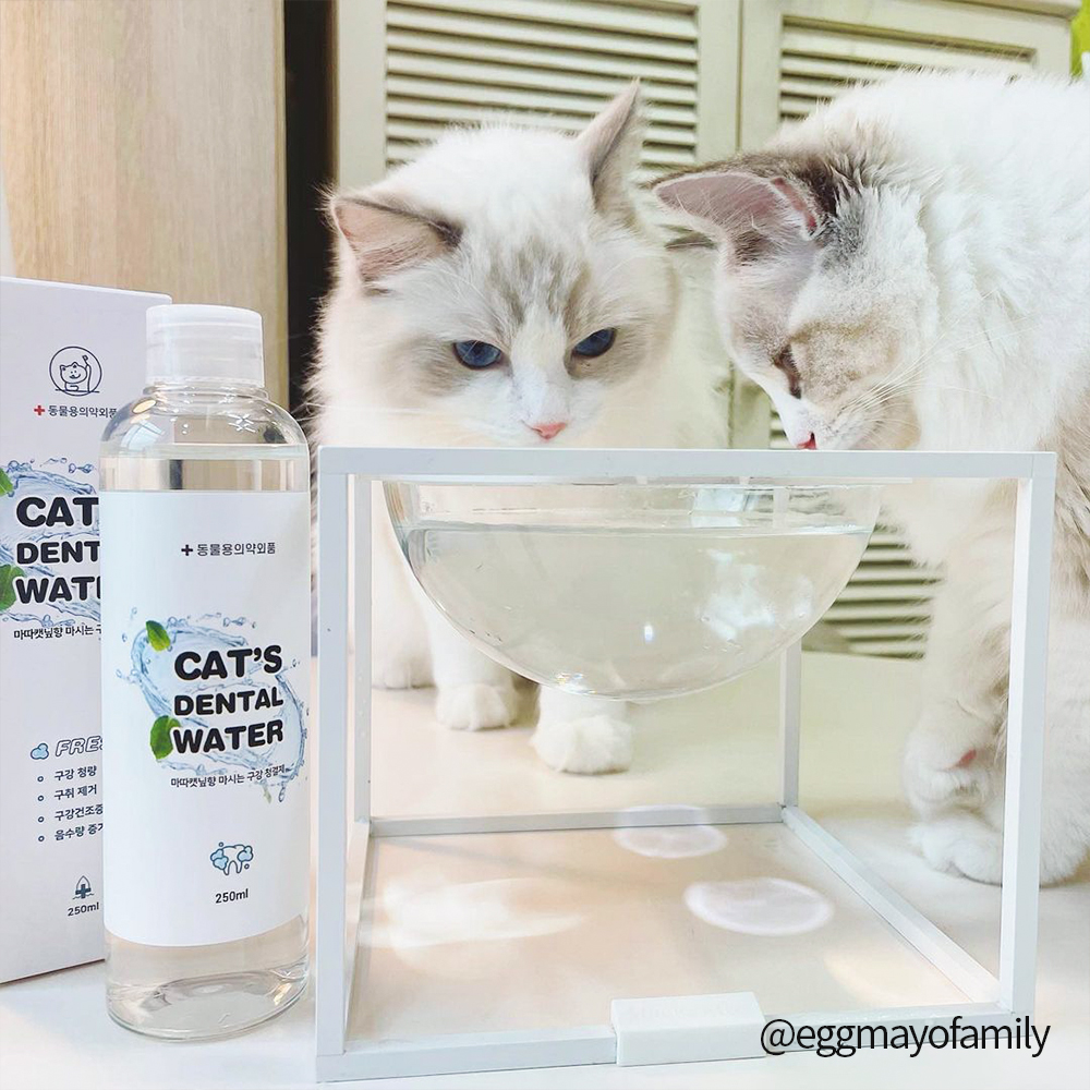 정글몬스터 마시는 고양이 치약 캣 덴탈워터 250ml, 1개 이미지 2
