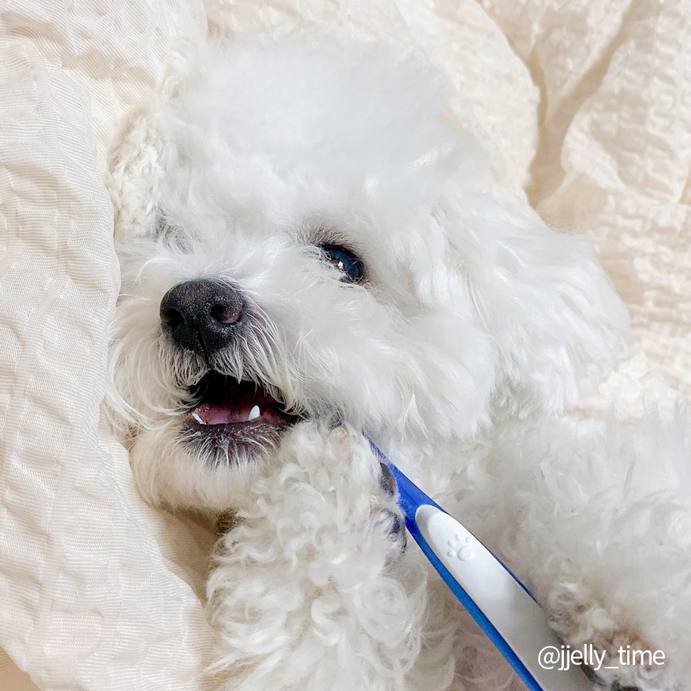 정글몬스터 덴티소프트 칫솔 M 1개입, 3개