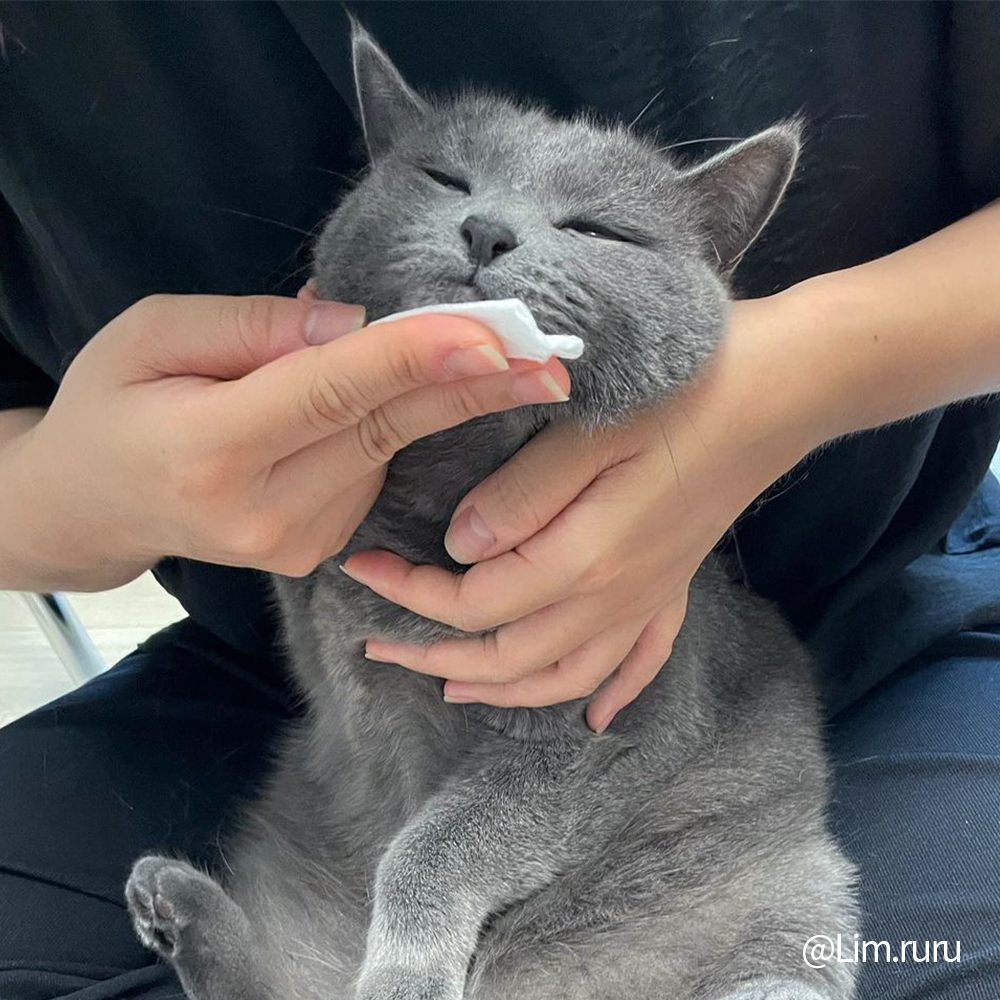 정글몬스터 고양이 턱드름 쏙쏙뽑냥 키트 꼬드름 블랙헤드 피부 관리 이미지 3