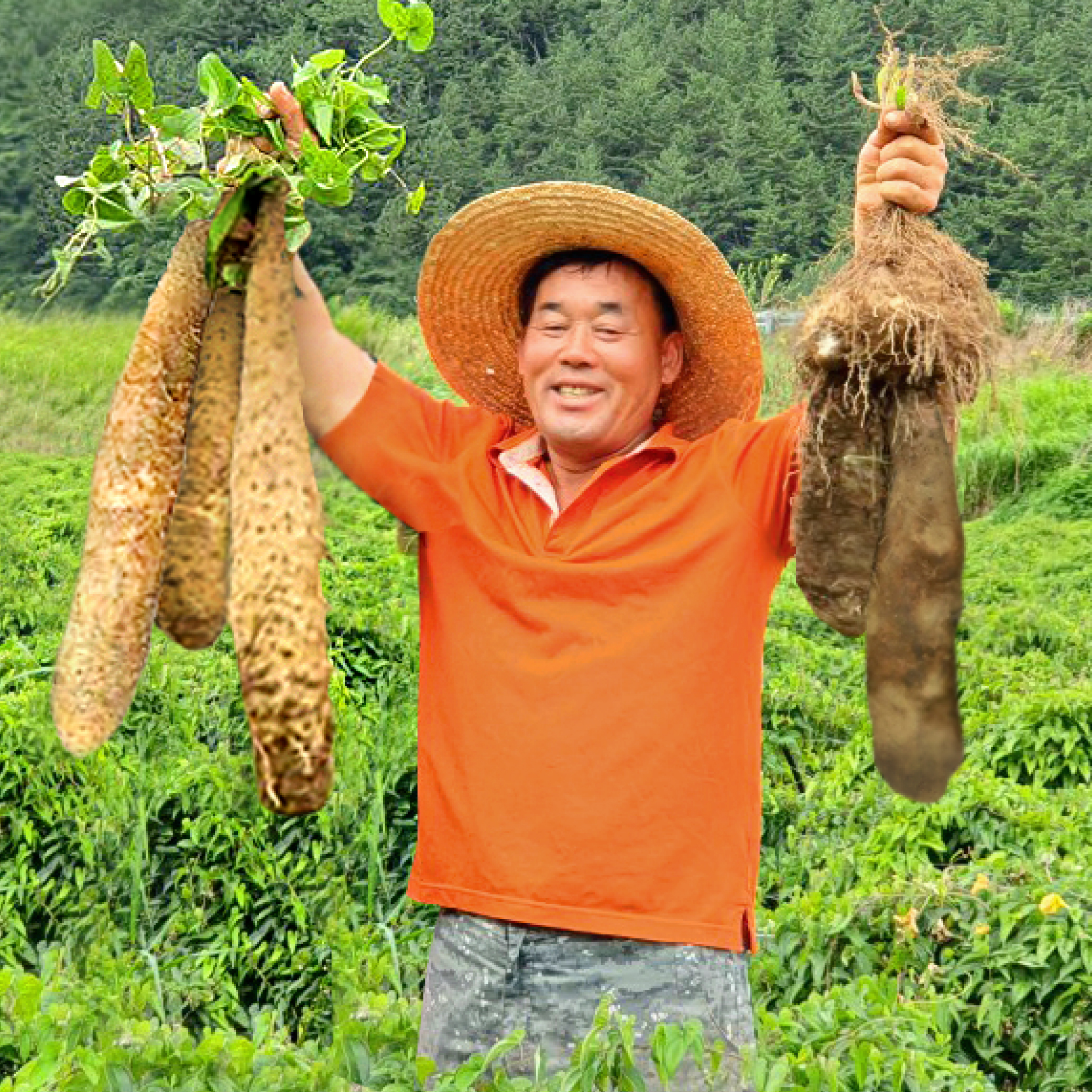 마사토 진주마 참마 산마 장마 마 2kg 이미지