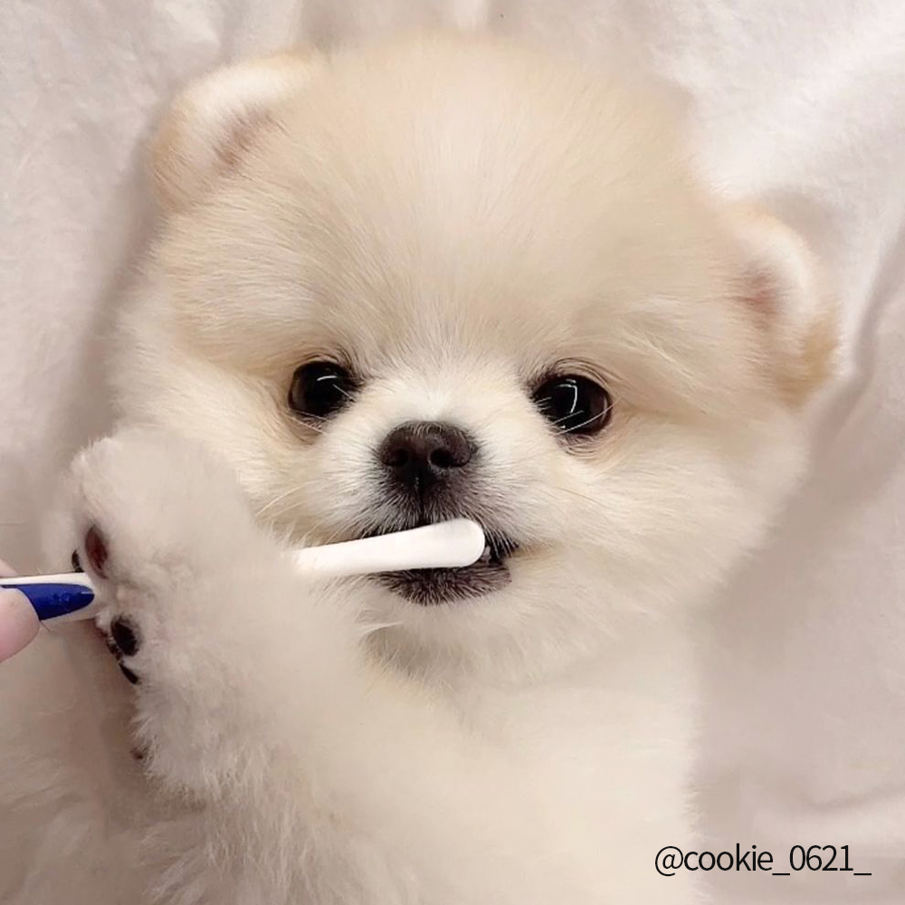 정글몬스터 덴티포인트 칫솔 P 1개입, 3개