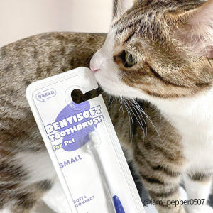 [정글몬스터 강아지 애견 치약 + 칫솔 양치세트] 애견 소형견 중형견 대... 솔직 후기 | 실제 사용자 리뷰 총정리 - 상품 이미지 3