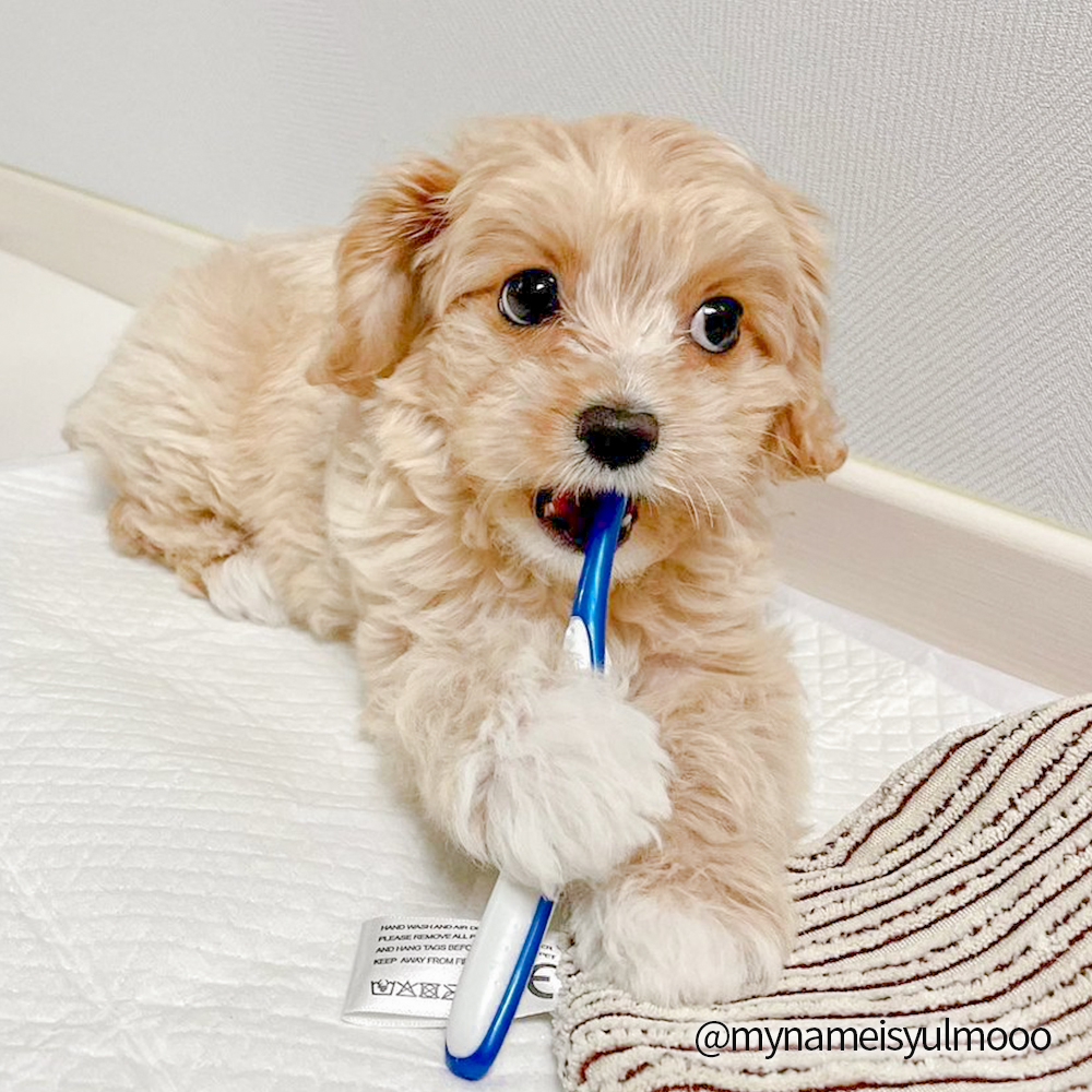 정글몬스터 덴티소프트 칫솔 M 1개입, 3개