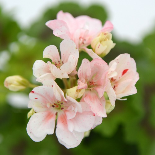 제라늄 10cm 이르마 : HS Flower