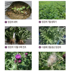 하루편환 4+1 간건강 100%국내산 임실 가시엉겅퀴 맛있게 먹은 솔직 후기 - 상품 이미지 3