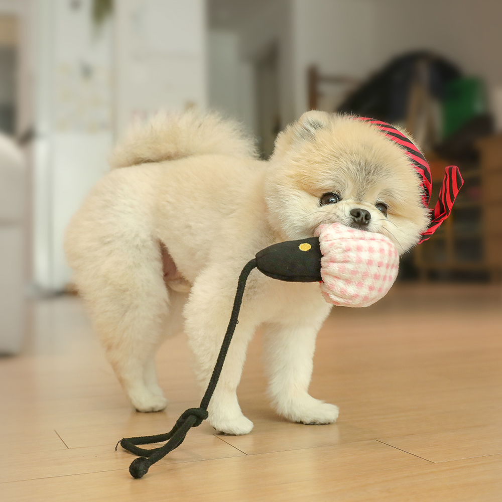 래핑찰리 강아지 분리불안 노즈워크 장난감 노래방 토이