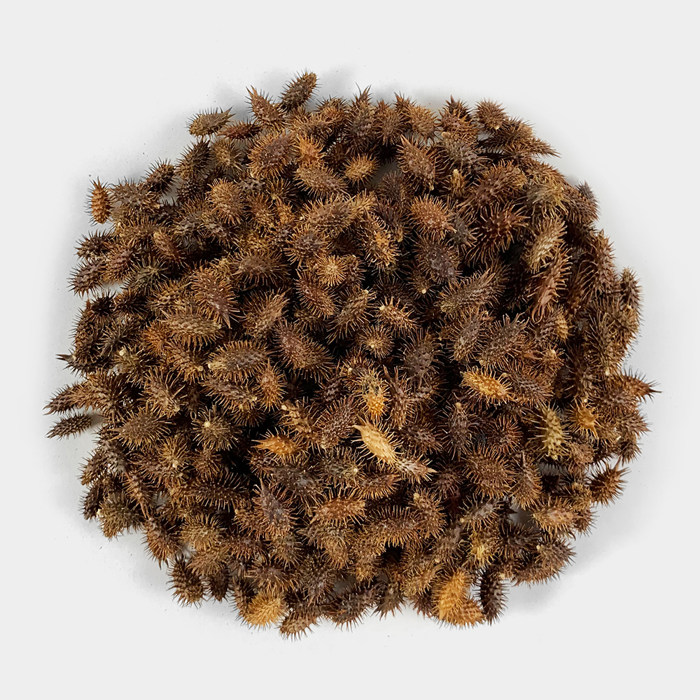국산 도꼬마리 독고마리 도꾸마리 창이자 열매 250g - 상세 이미지 3