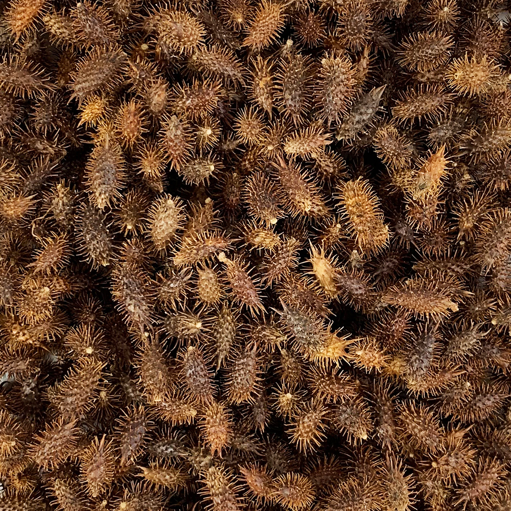 국산 도꼬마리 독고마리 도꾸마리 창이자 열매 250g - 상세 이미지 4