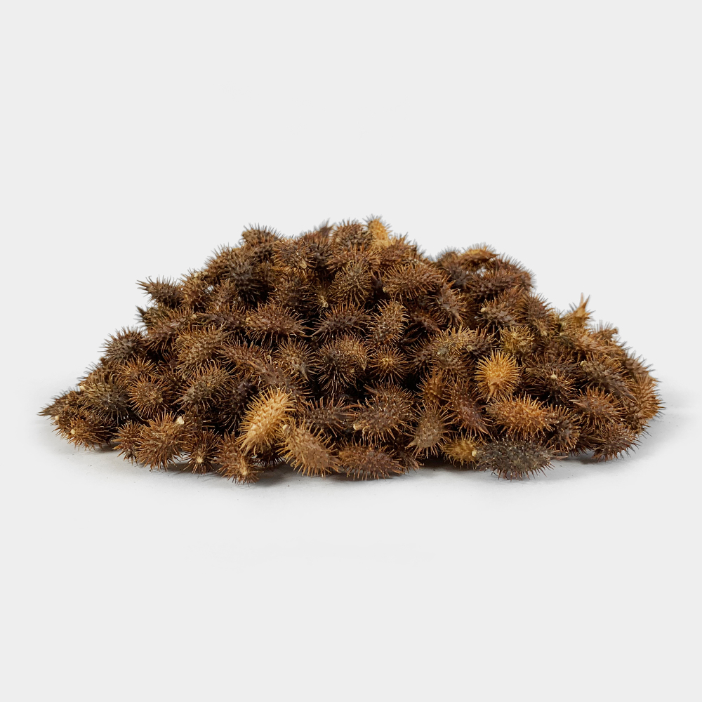 국산 도꼬마리 독고마리 도꾸마리 창이자 열매 250g - 상세 이미지 2