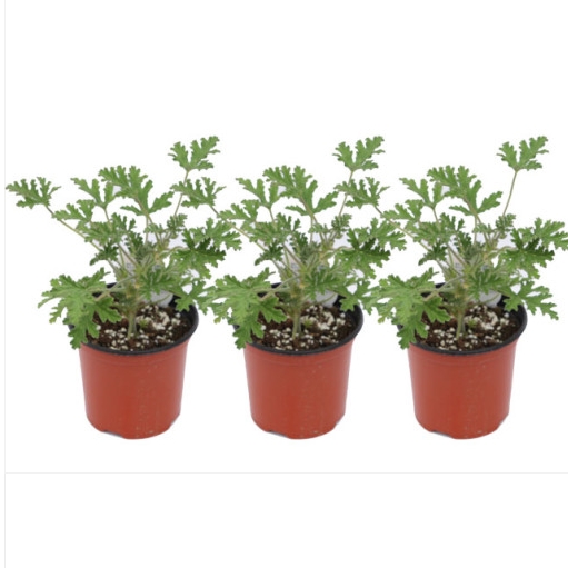 파리지옥 벌레잡이식물 화분 키우기 모기잡는 식충식물 이미지 2