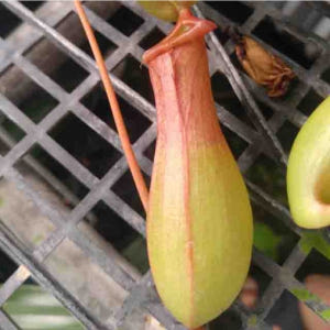 파리지옥 벌레잡이식물 화분 키우기 모기잡는 식충식물 실사용 후기 | 효과 있을까? - 상품 이미지 4