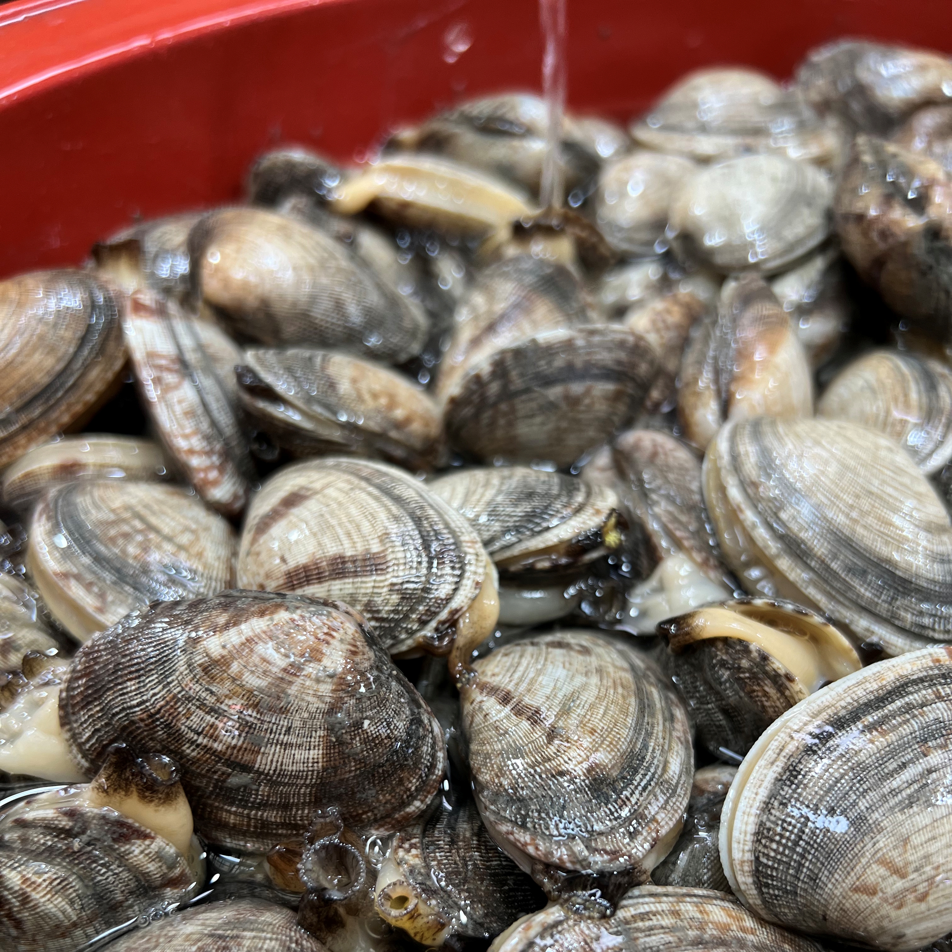 생물 통바지락 바지락조개 1kg 생바지락 생조개 바지락된장국 조갯국 - 상세 이미지 4