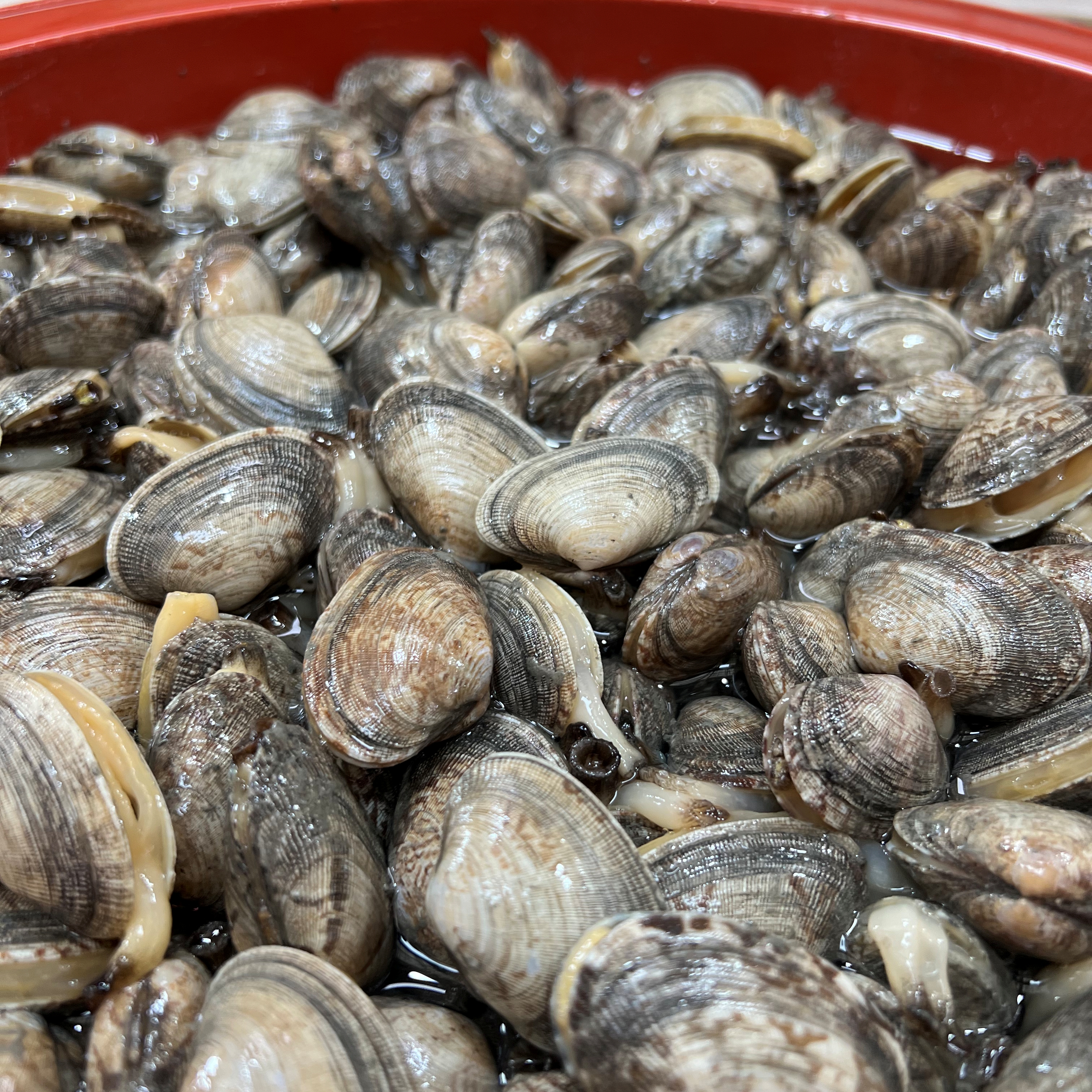 생물 통바지락 바지락조개 1kg 생바지락 생조개 바지락된장국 조갯국