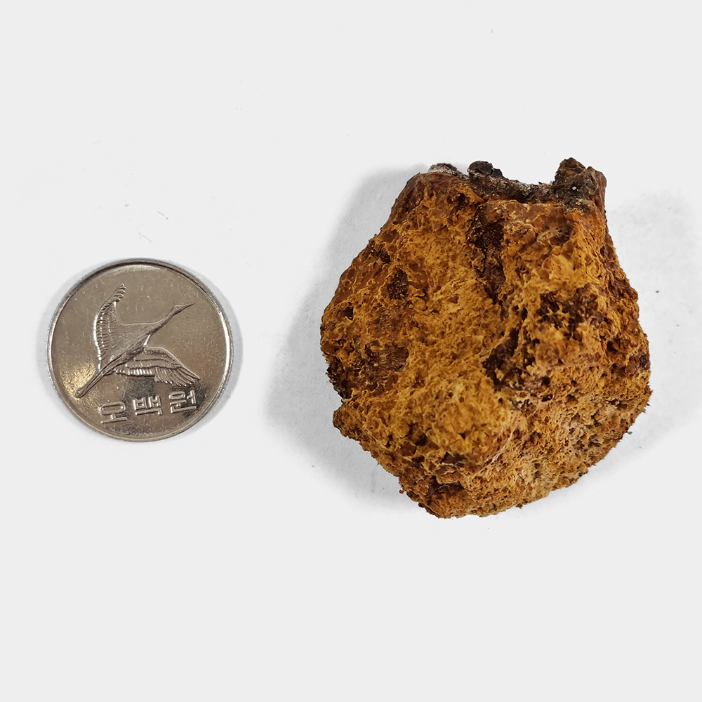 러시아차가버섯 차가버섯 1kg - 상세 이미지 5