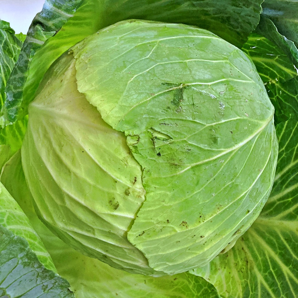 양배추 1통 3통 1.5kg 4.5kg 국내산 - 상세 이미지 4
