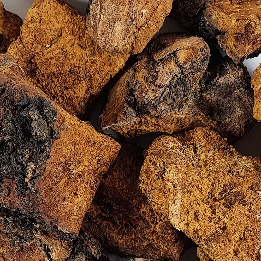 러시아차가버섯 차가버섯 1kg - 상세 이미지 4