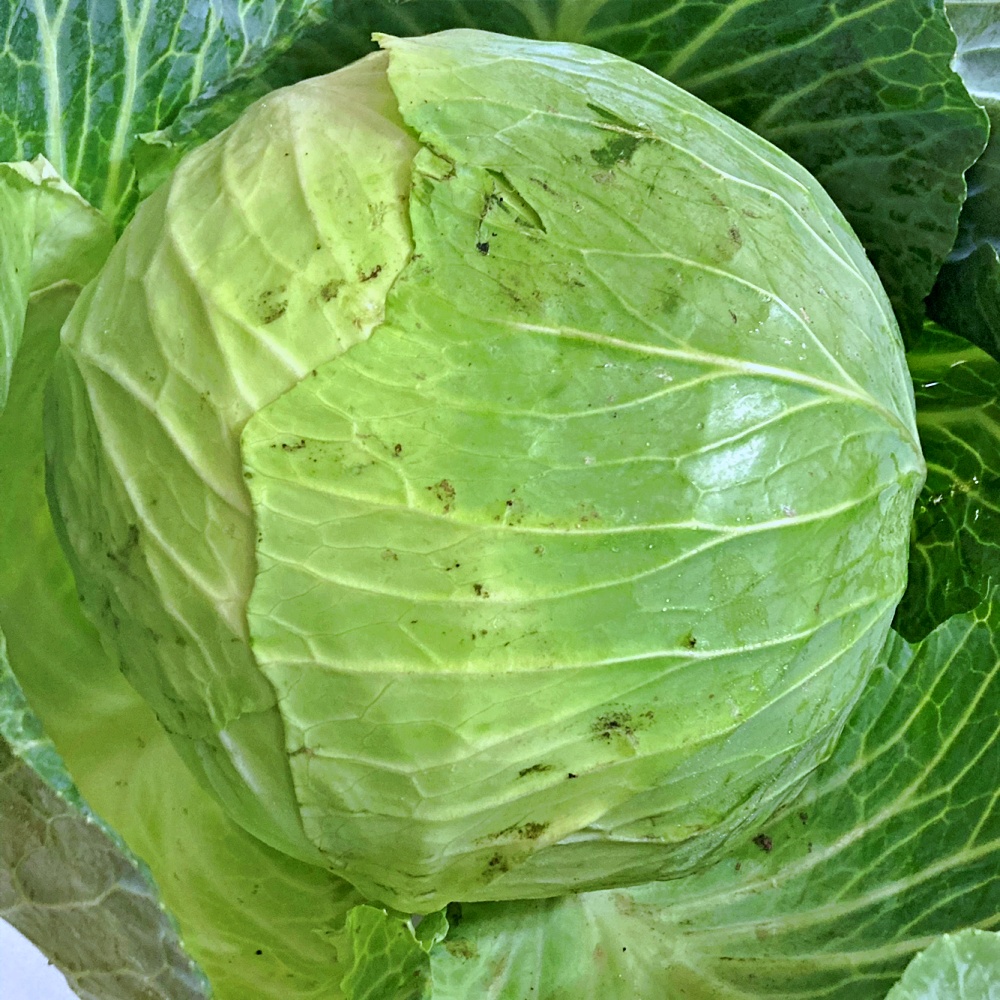 양배추 1통 3통 1.5kg 4.5kg 국내산 - 상세 이미지 5