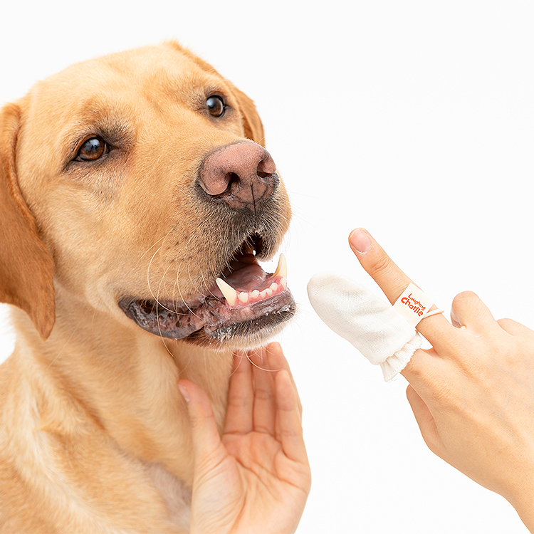 래핑찰리 구강관리 치석제거 강아지 손가락 거즈칫솔 STEP1 (6개입)
