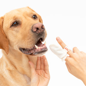 래핑찰리 구강관리 치석제거 강아지 손가락 거즈칫솔 STEP1 (6개입) 솔직 후기 | 실제 사용자 리뷰 총정리 - 상품 이미지 2