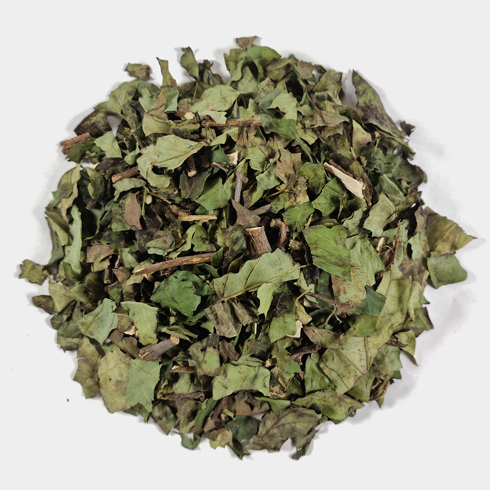 국산 꾸지뽕잎 구지뽕잎 구찌뽕잎 500g 이미지 3