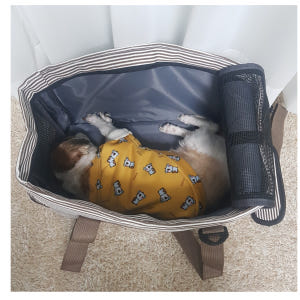 강아지 숄더백 반려견 이동가방 아시아나 항공 고양이 이동장 기내용 슬링백... 솔직 후기 | 실제 사용자 리뷰 총정리 - 상품 이미지 3
