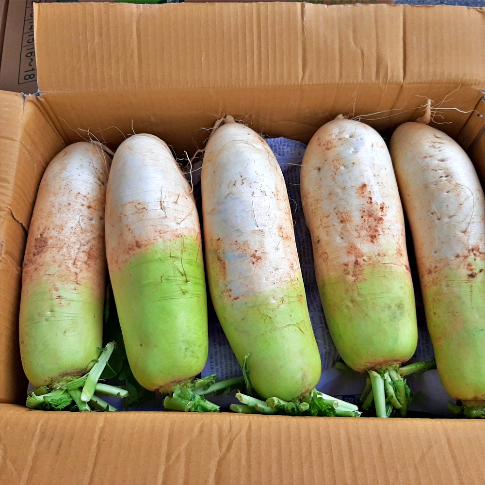 무우 흙무 햇무 3kg 5kg 국내산 - 상세 이미지 4