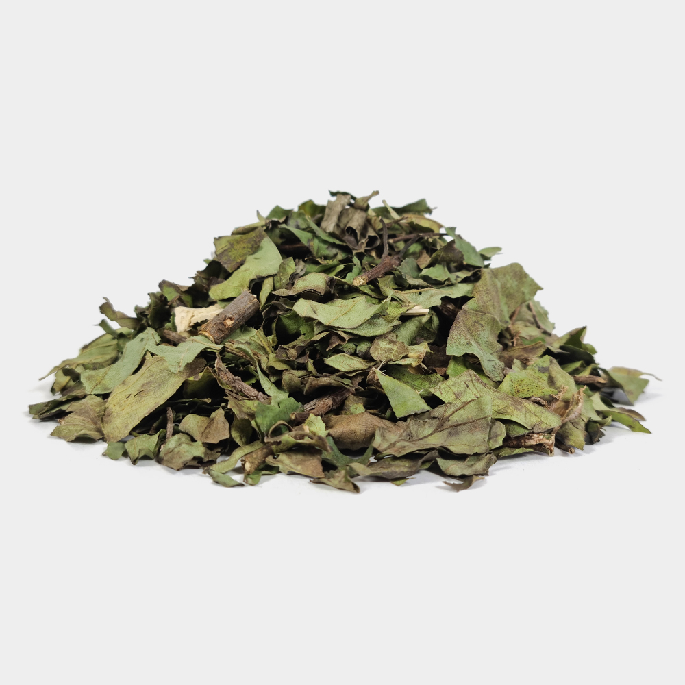국산 꾸지뽕잎 구지뽕잎 구찌뽕잎 500g 이미지 2