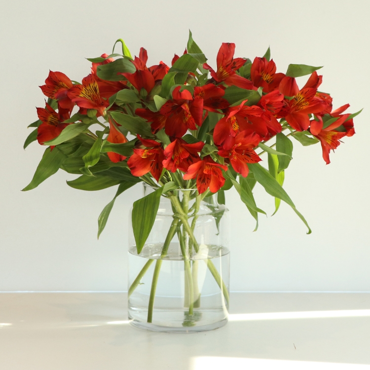 [선물하기 NO.1] 알스트로메리아(7colors) 생일 꽃다발 생화배송 꽃정기구독 제철꽃 졸업식선물 이미지 3