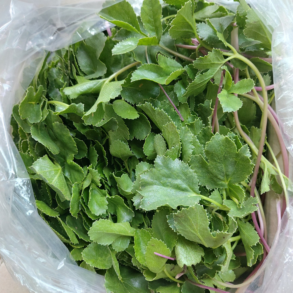 윗집아들네 갯방풍 나물 해방풍 1kg, 1개 - 상세 이미지 2