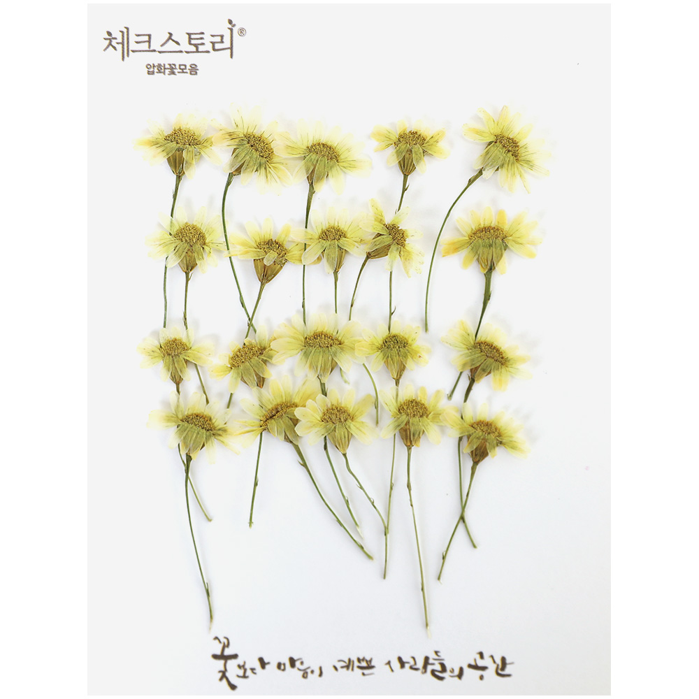 [압화/줄기꽃]카모마일줄기 - 옐로우(20개) - 상품 이미지