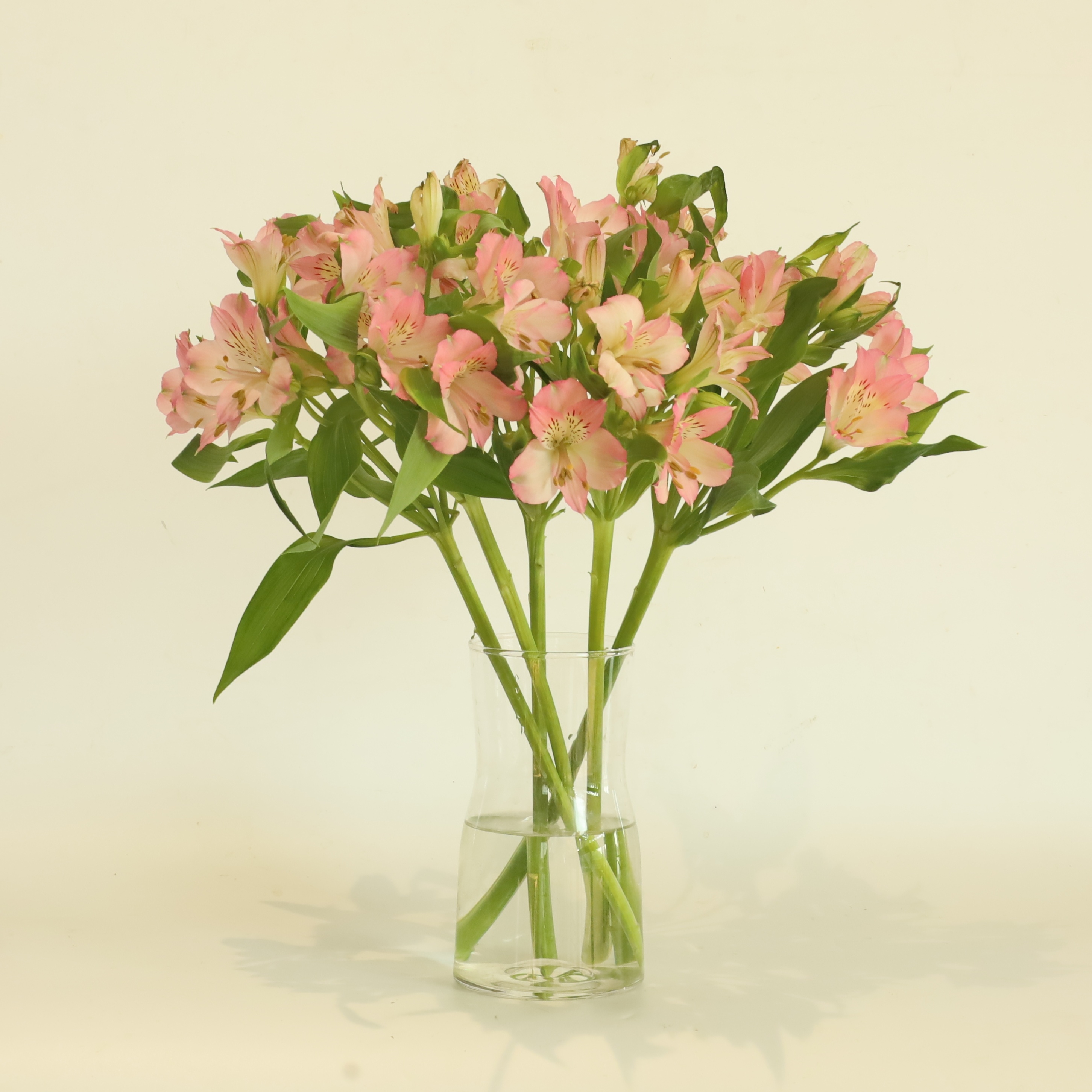 [선물하기 NO.1] 알스트로메리아(7colors) 생일 꽃다발 생화배송 꽃정기구독 제철꽃 졸업식선물 이미지 2