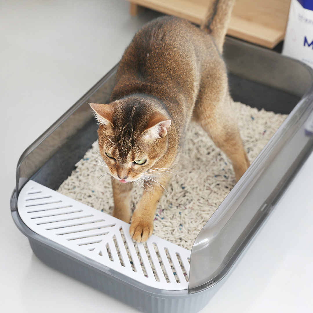내꼬냥 고양이 두부모래 탈취입자 MAXMIX6 고양이모래 6L, 1개 이미지 4
