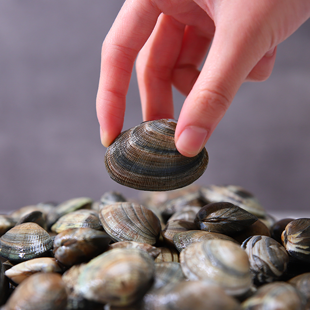 고창 참 바지락 1KG 참바지락