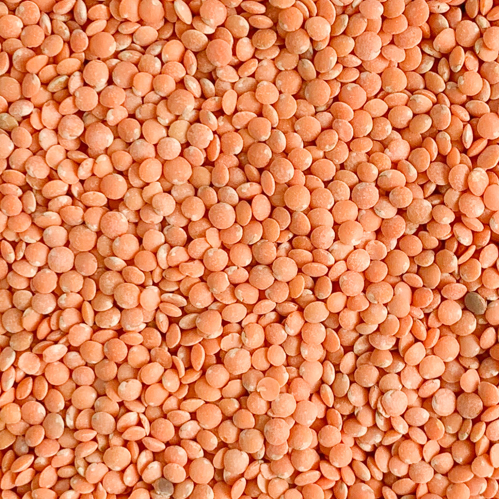 레드 렌틸콩 렌즈콩 250g - 상세 이미지 4
