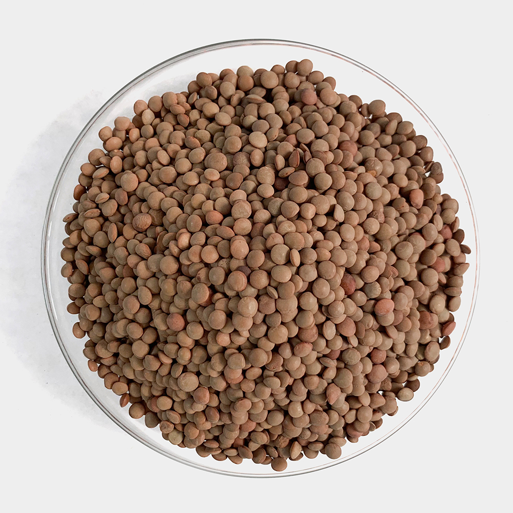 브라운 갈색 렌틸콩 렌즈콩 250g - 상세 이미지 3