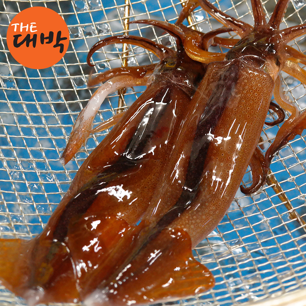 당일바리 생물 오징어 초코오징어 횟감용 통찜 숙회