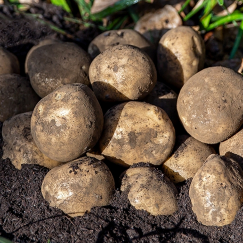 담아래x진심농부 유기농 탐나감자 탐라 제주 친환경 무농약 농산물 중, 3kg, 1개