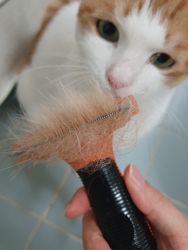 에어아치 고양이빗 퍼미네이터 강아지 단모 제거기 장모 브러쉬 죽은털 애견 엉킨 털 관리