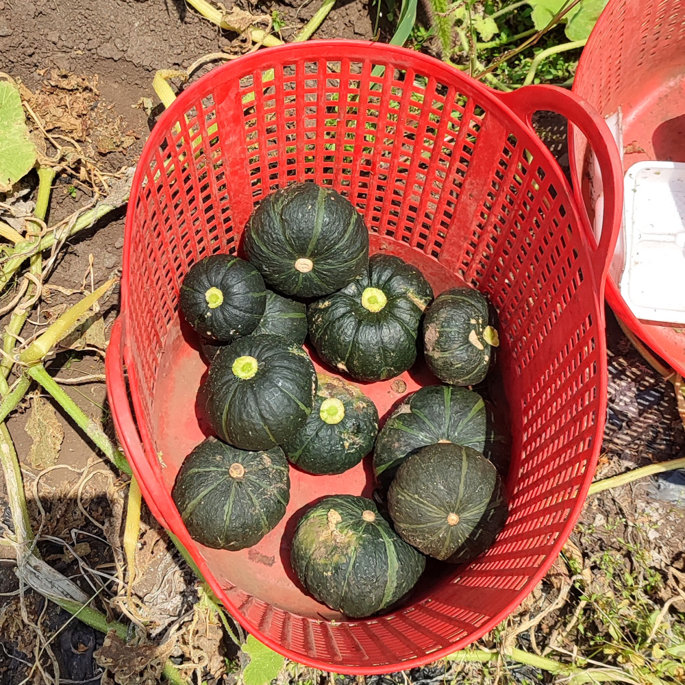 진심먹거리 제주 친환경 유기농 미니 밤호박 단호박 보우짱 무농약 환자용 3kg, 1개 - 상세 이미지 3