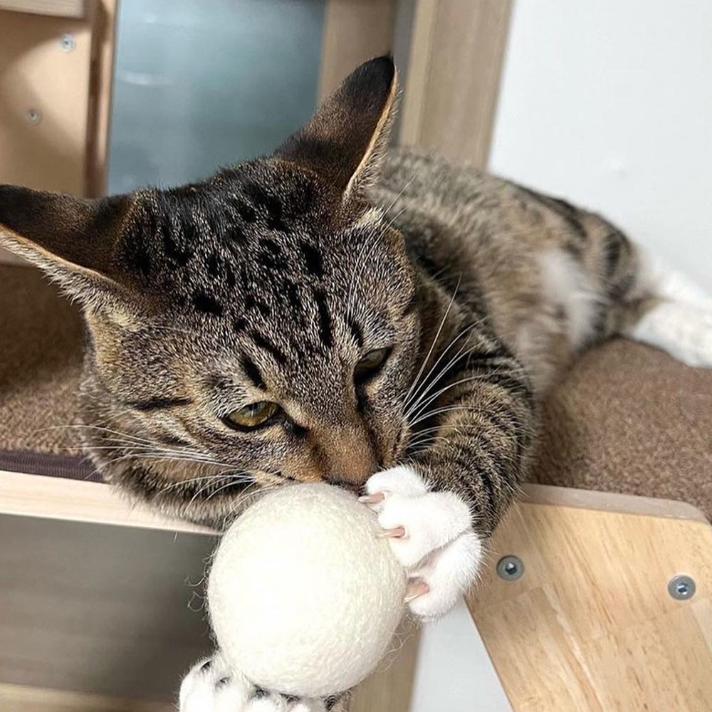 랩캣 고양이 대왕 양모볼 5cm 공놀이 장난감 이미지 4