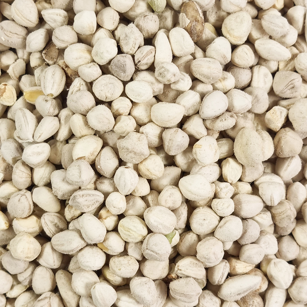 모링가씨앗 모링가씨 250g - 상세 이미지 4