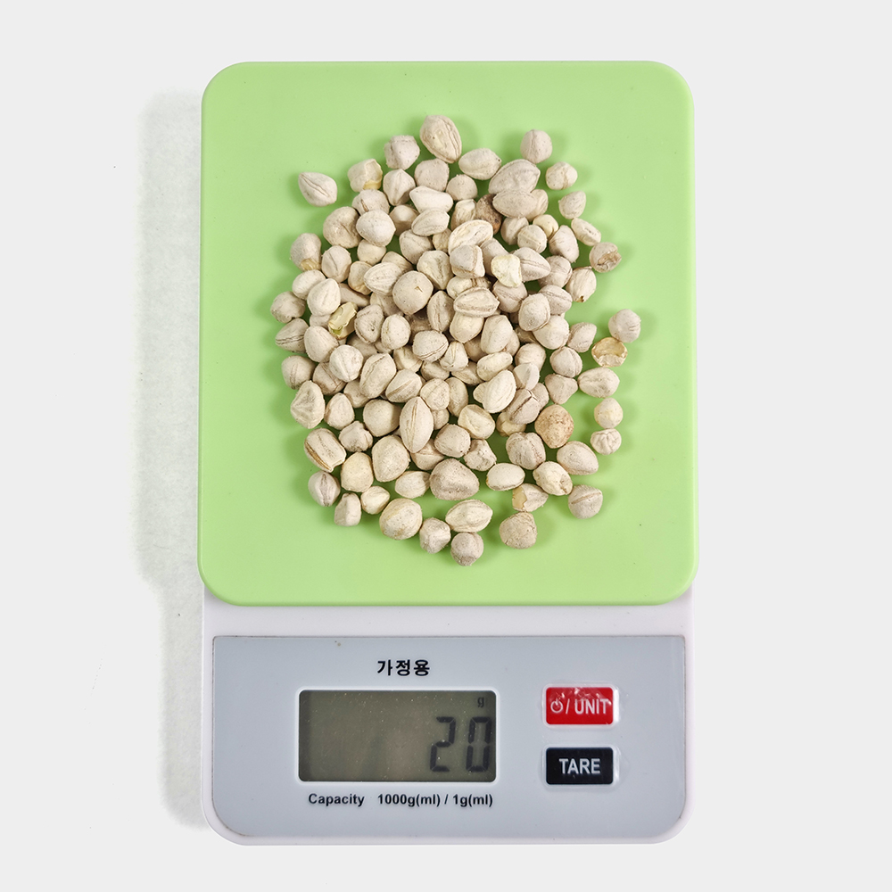 모링가씨앗 모링가씨 250g - 상세 이미지 5