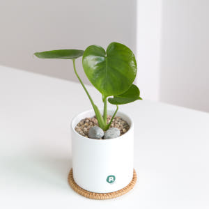 피플랜트 소형 몬스테라 화이트화분 키우기 쉬운 반려 식물 인테리어 플랜테... 실사용 후기 | 효과 있을까? - 상품 이미지 3