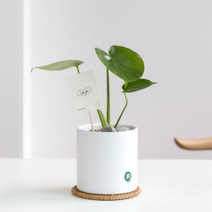 피플랜트 소형 몬스테라 화이트화분 키우기 쉬운 반려 식물 인테리어 플랜테... 실사용 후기 | 효과 있을까? - 상품 이미지 2