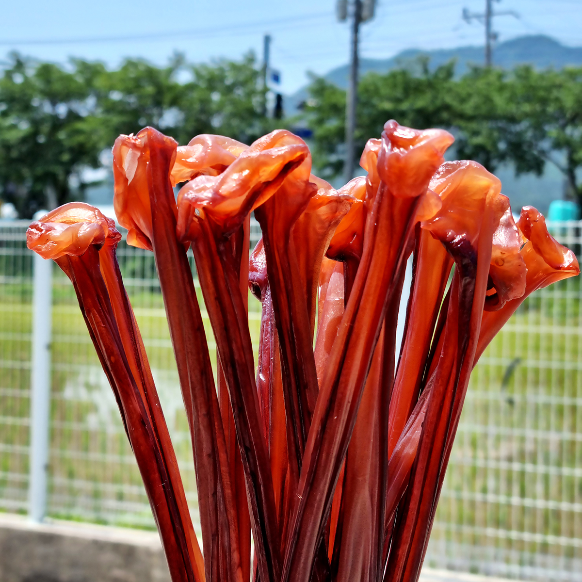 [넾다세일] 말랑 오징어 장족 500g 가문어 통족 문어다리 문어발 대왕오징어다리 - 상세 이미지 3
