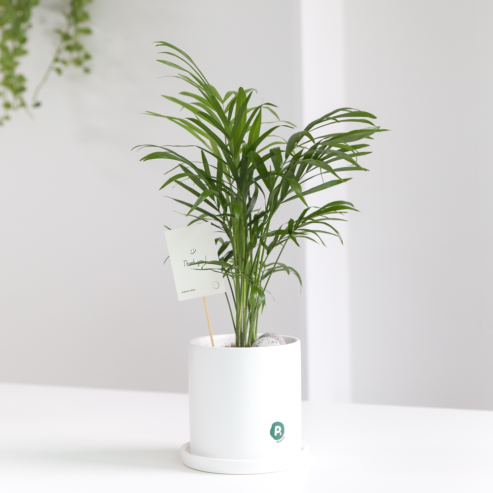 피플랜트 테이블야자 화이트화분 키우기 쉬운 반려 식물 인테리어 플랜테리어 승진화분