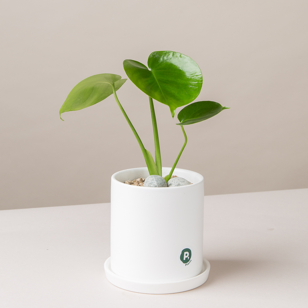피플랜트 소형 몬스테라 화이트화분 키우기 쉬운 반려 식물 인테리어 플랜테리어 승진화분 이미지 4