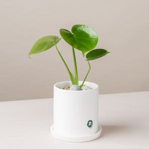 피플랜트 소형 몬스테라 화이트화분 키우기 쉬운 반려 식물 인테리어 플랜테... 실사용 후기 | 효과 있을까? - 상품 이미지 4