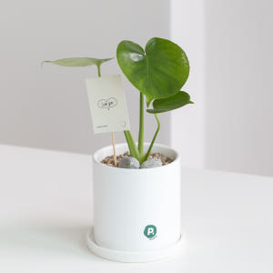 피플랜트 소형 몬스테라 화이트화분 키우기 쉬운 반려 식물 인테리어 플랜테... 실사용 후기 | 효과 있을까? - 상품 이미지 1